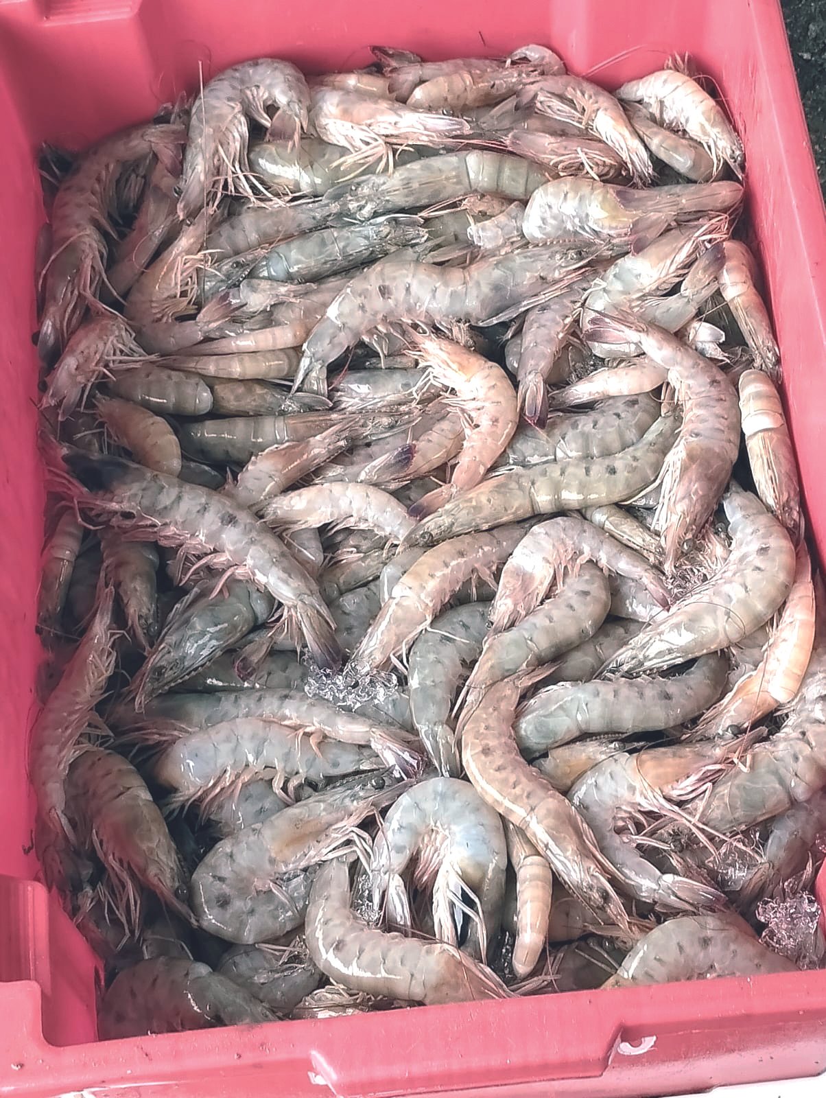 Pesca do camarão ficará proibida até o final de abril