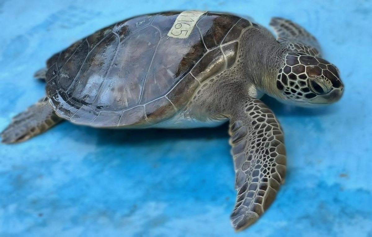Tartaruga marinha resgatada em Angra retorna ao mar