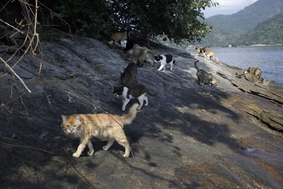 O drama da 'Ilha dos Gatos', na Costa Verde: abandono de felinos acende alerta para a saúde humana e da fauna marinha