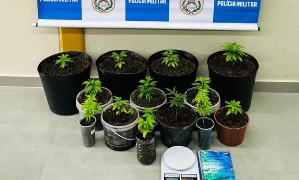 Homem é preso com 14 pés de maconha em Paraty