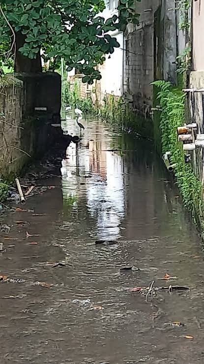 Morador denuncia falta de veneno para combate a ratos e cobra providências da Prefeitura de Angra