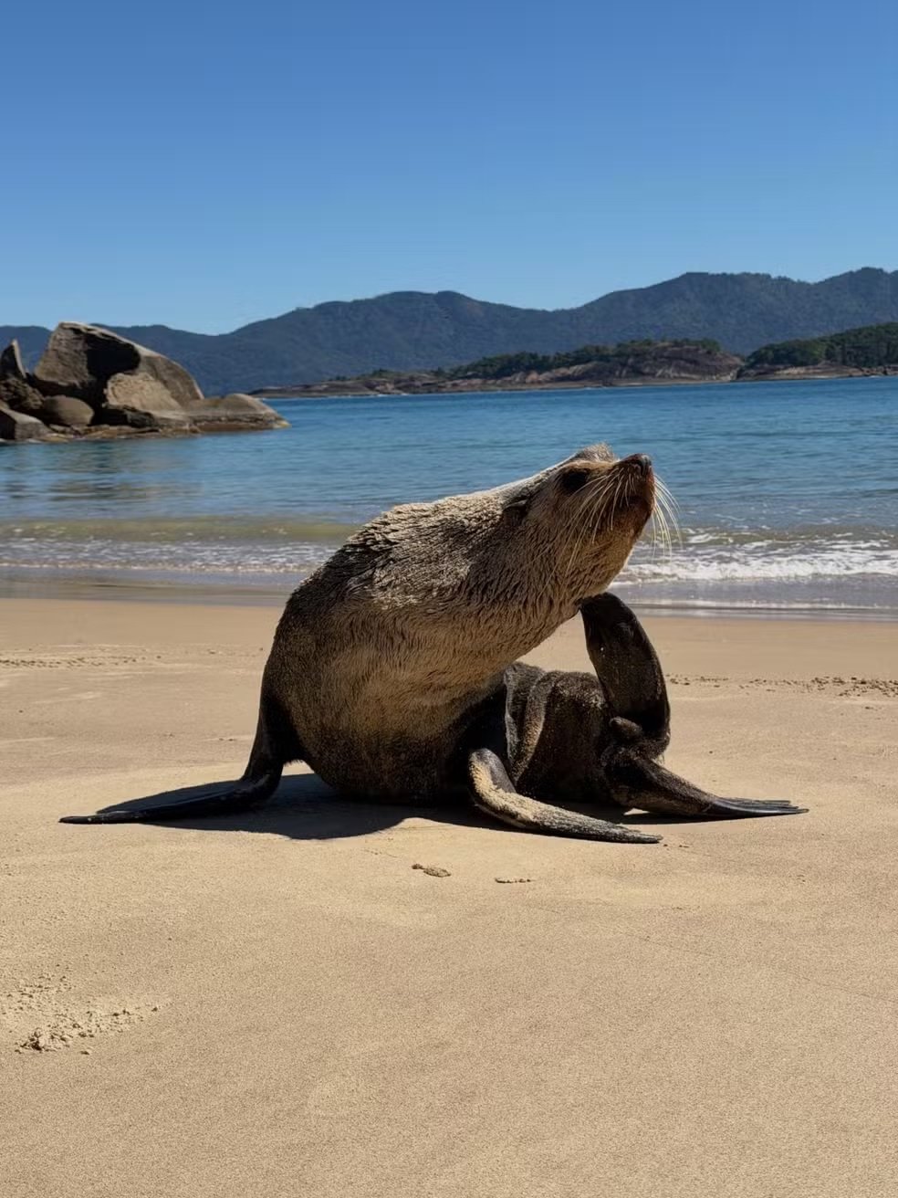 Lobo-marinho surge em praia da Ilha Grande