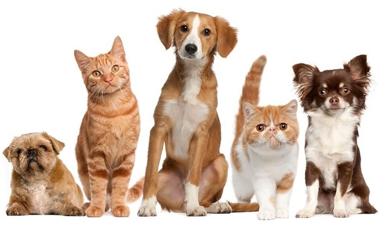 Inscrição para castração gratuita de cães e gatos abre no dia 28 de julho