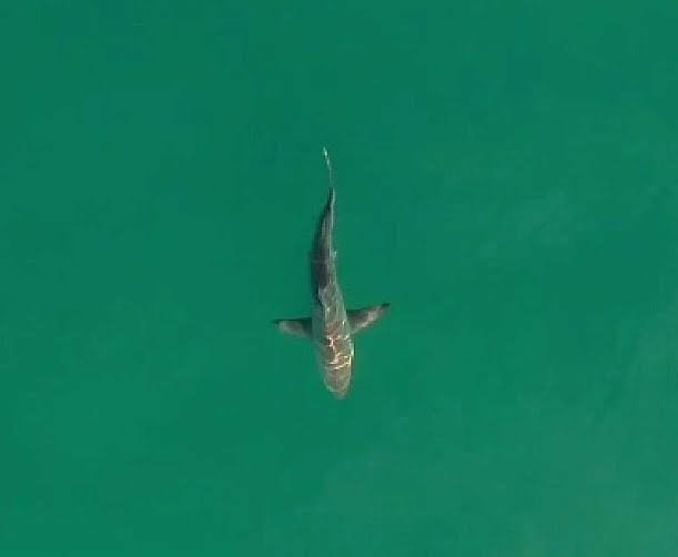 Primeira fêmea de tubarão-tigre é marcada em Angra dos Reis