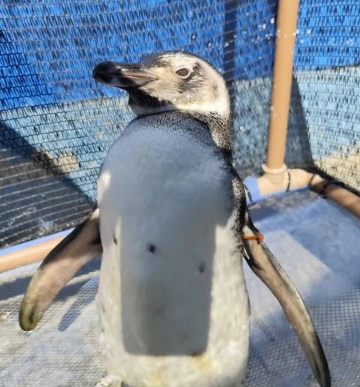 Pinguins-de-Magalhães surpreendem litoral da Costa Verde
