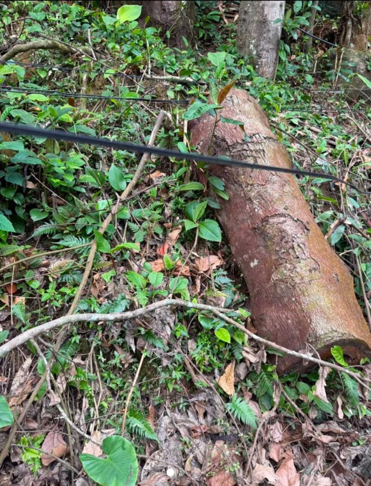 Polícia Ambiental identifica mais de 50 árvores e raiz centenária destruídas na Ilha Grande