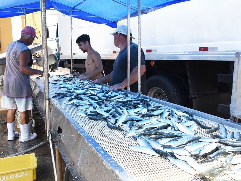 Angra mantém protagonismo na pesca da sardinha